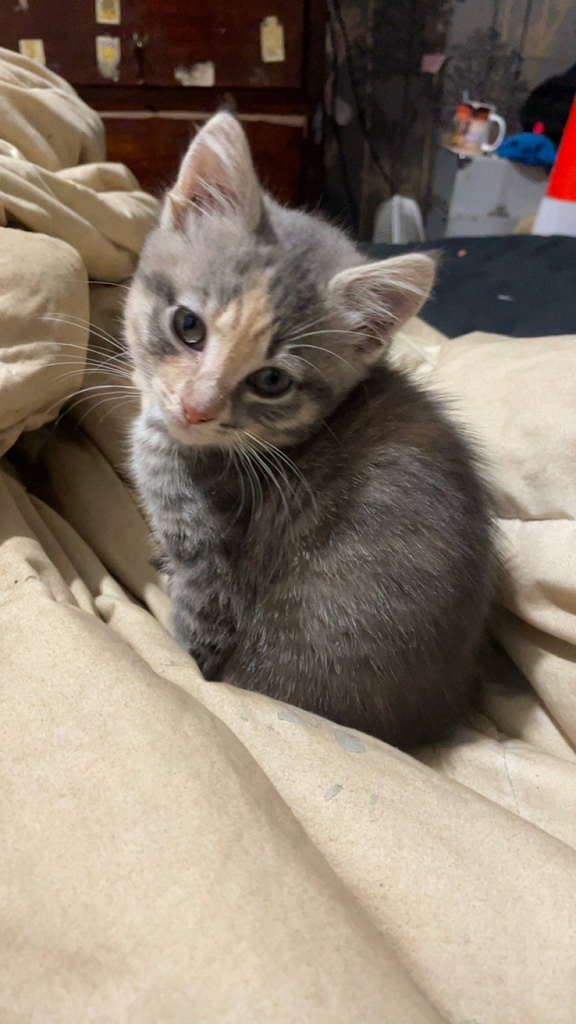 Zoey joined the competition — help win amazing prizes! carnivore, cat, claw, comfort, domestic_short_haired_cat, felidae, flag, fur, grey, paw, small_to_medium_sized_cats, snout, terrestrial_animal, whiskers