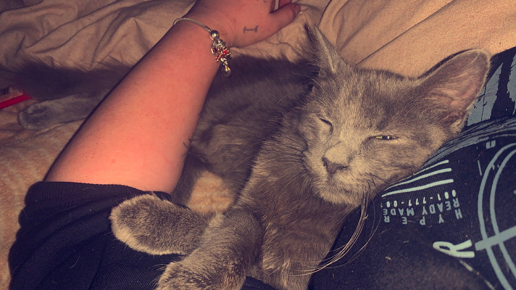 Remi is registered to the contest to win money with this photo: carnivore, cat, claw, comfort, couch, domestic_short_haired_cat, elbow, felidae, foot, fur, gesture, human_leg, lap, nail, paw, small_to_medium_sized_cats, tail, thigh, whiskers, wrist