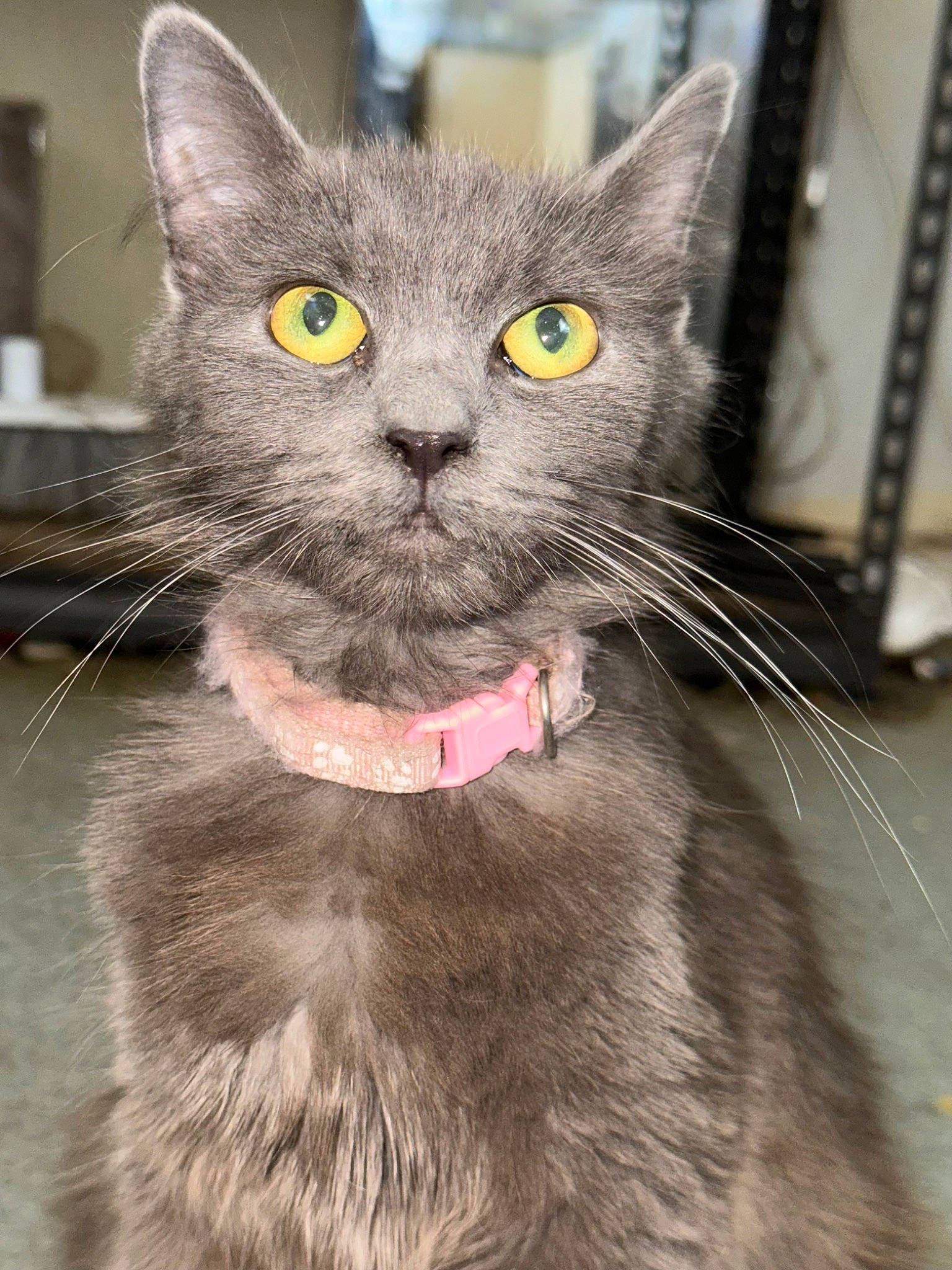 Remi joined the competition — help win amazing prizes! carnivore, cat, close_up, collar, domestic_short_haired_cat, felidae, fur, grey, iris, small_to_medium_sized_cats, snout, whiskers