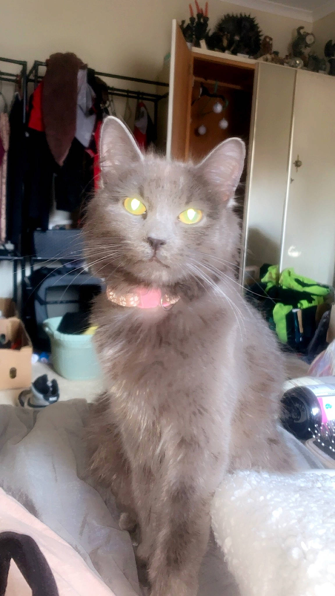 Remi joined the competition — help win amazing prizes! box, british_longhair, carnivore, cat, domestic_short_haired_cat, door, felidae, fur, houseplant, iris, paw, plant, small_to_medium_sized_cats, snout, tail, whiskers, window