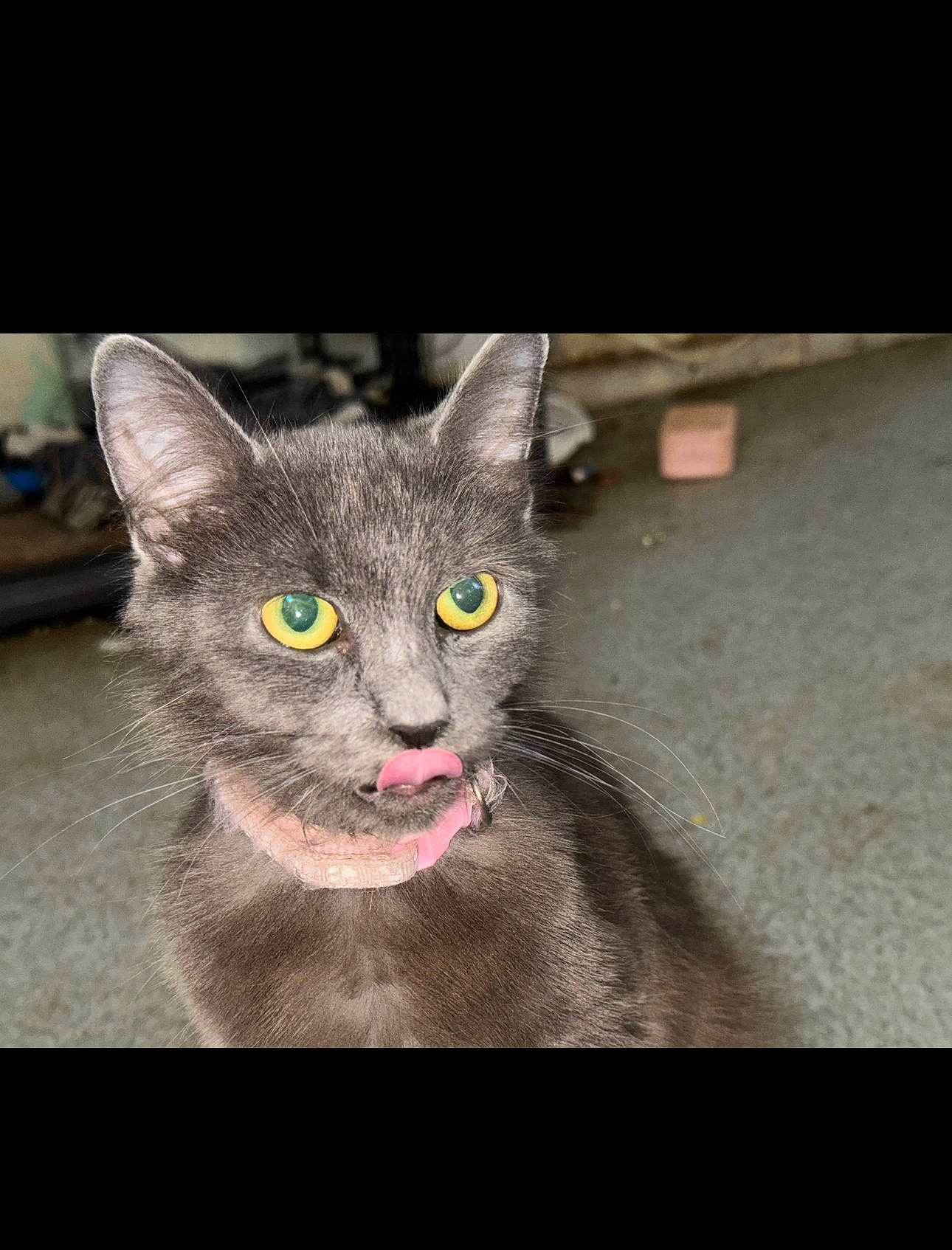 Remi is registered to the contest to win money with this photo: carnivore, cat, domestic_short_haired_cat, felidae, fur, grey, photo_caption, russian_blue, small_to_medium_sized_cats, snout, whiskers