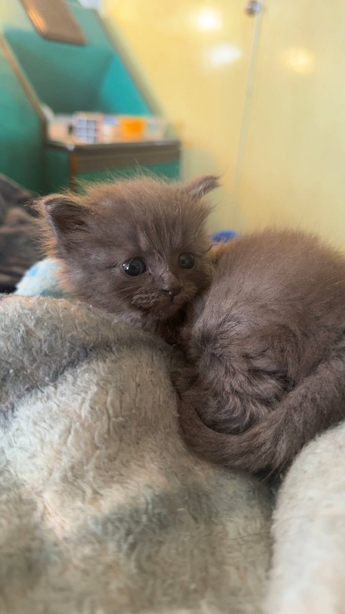 Bomber joined the competition — help win amazing prizes! british_longhair, carnivore, cat, claw, comfort, fawn, felidae, fur, paw, russian_blue, scottish_fold, small_to_medium_sized_cats, snout, tail, terrestrial_animal, whiskers