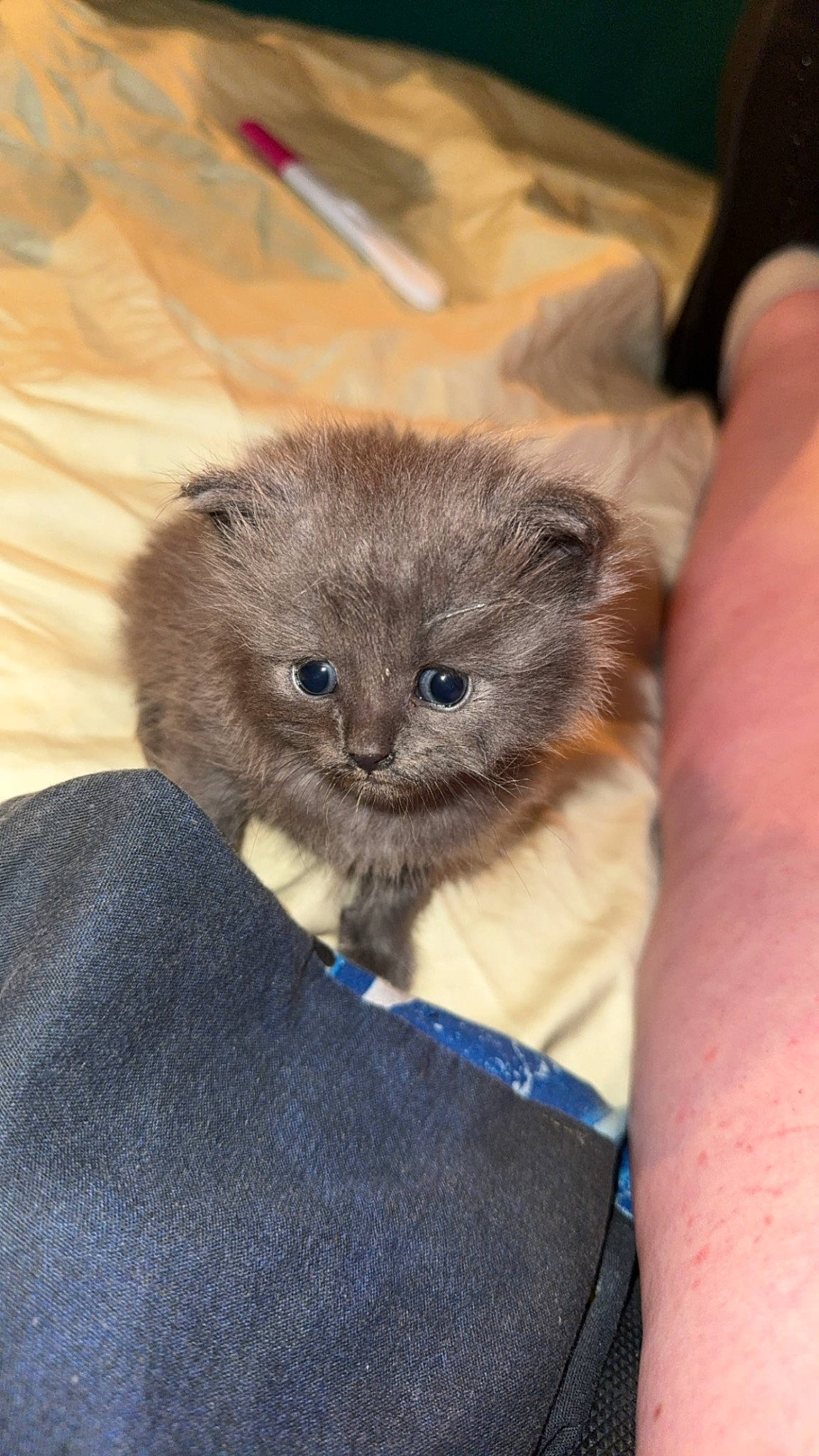 Bomber is registered to the contest to win money with this photo: carnivore, cat, claw, collar, electric_blue, fawn, felidae, fur, nail, russian_blue, small_to_medium_sized_cats, terrestrial_animal, whiskers