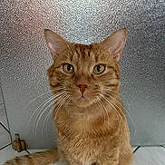 Rouky participe au concours pour gagner de l'argent avec cette photo : cat, orange_tabby, ginger_cat, pet, animal, portrait, sitting, whiskers, ears, eyes, fur, striped_fur, indoors, tile_floor, wall, close_up, looking_at_camera, brown, cute, text_overlay