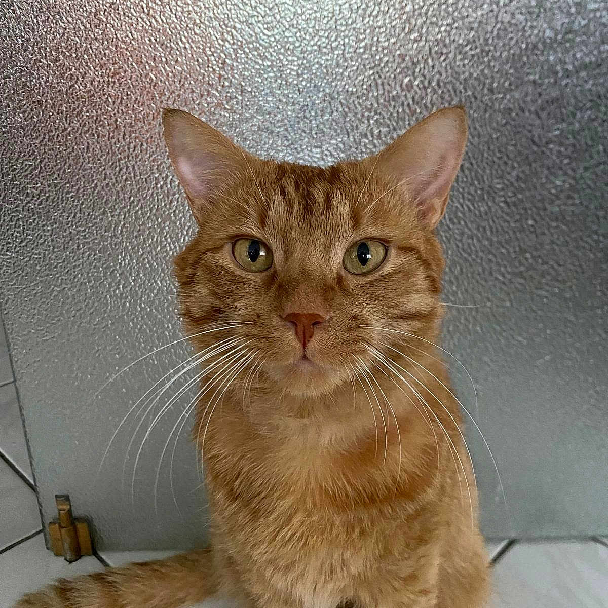 Rouky participe au concours pour gagner de l'argent avec cette photo : cat, orange_tabby, ginger_cat, pet, animal, portrait, sitting, whiskers, ears, eyes, fur, striped_fur, indoors, tile_floor, wall, close_up, looking_at_camera, brown, cute, text_overlay