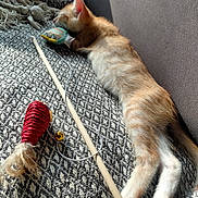 Brioche a rejoint le concours — aidez-le/la à gagner de superbes lots ! kitten, orange_tabby, sleeping, toy_fish, cat_toy, blanket, couch, cozy, indoor, resting, paw, fur, pet, cute, relaxed, feline, home, playful, napping, soft