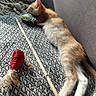 kitten, orange_tabby, sleeping, toy_fish, cat_toy, blanket, couch, cozy, indoor, resting, paw, fur, pet, cute, relaxed, feline, home, playful, napping, soft
