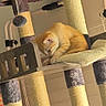 Brioche participe au concours pour gagner de l'argent avec cette photo : cat, kitten, orange_cat, cat_tree, scratching_post, pet, indoor, furniture, sleeping, resting, cozy, playful, animal, cute, small, fur, whiskers, paw, soft, relaxing
