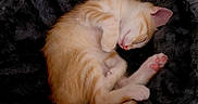 Brioche a rejoint le concours — aidez-le/la à gagner de superbes lots ! cat, kitten, sleeping, curled_up, orange_tabby, fur, paw, pink_paw, nose, cozy, bed, soft, furry, indoor, resting, cute, pet, animal, domestic, relaxing