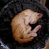 cat, kitten, sleeping, curled_up, orange_tabby, fur, paw, pink_paw, nose, cozy, bed, soft, furry, indoor, resting, cute, pet, animal, domestic, relaxing