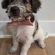 Ozzie joined the competition — help win amazing prizes! puppy, dog, bow_tie, pet, cute, fur, sitting, indoor, floor, white_wall, brown_fur, black_fur, small_dog, animal, portrait, looking_up, adorable, companion, domestic_animal, young_dog