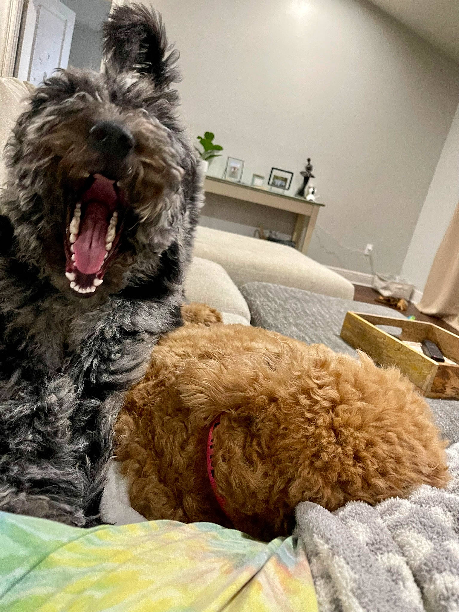 Marleigh Mae joined the competition — help win amazing prizes! canidae, carnivore, comfort, companion_dog, dog, dog_breed, fur, liver, nap, non_sporting_group, room, schnauzer, small_terrier, snout, sporting_group, terrier, toy_dog, wall_plate, water_dog, working_animal