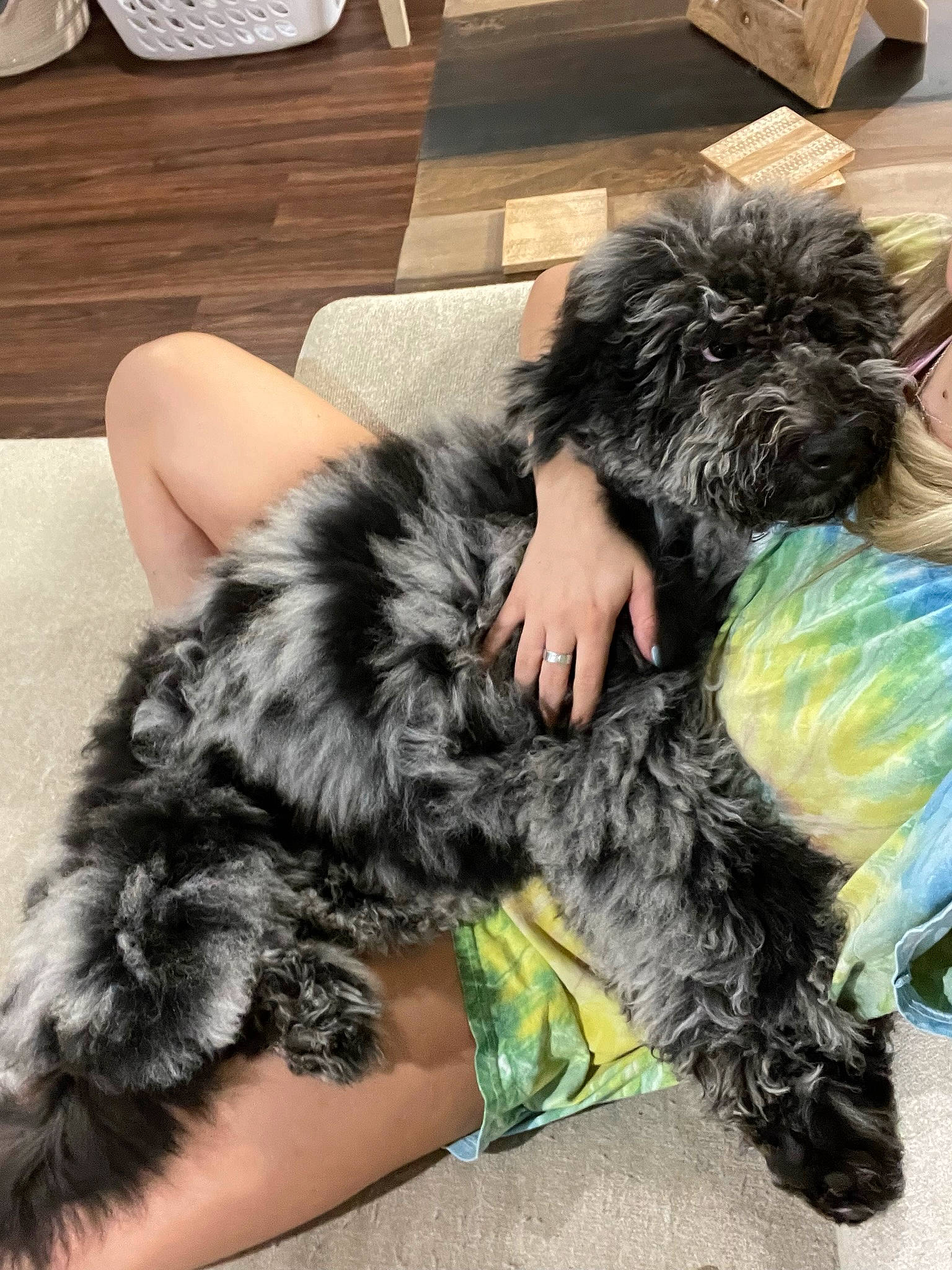 Marleigh Mae is registered to the contest to win money with this photo: canidae, carnivore, comfort, companion_dog, dog, dog_breed, dog_supply, fur, hardwood, non_sporting_group, small_terrier, snout, sporting_group, tail, terrier, toy_dog, water_dog, working_animal, yorkipoo