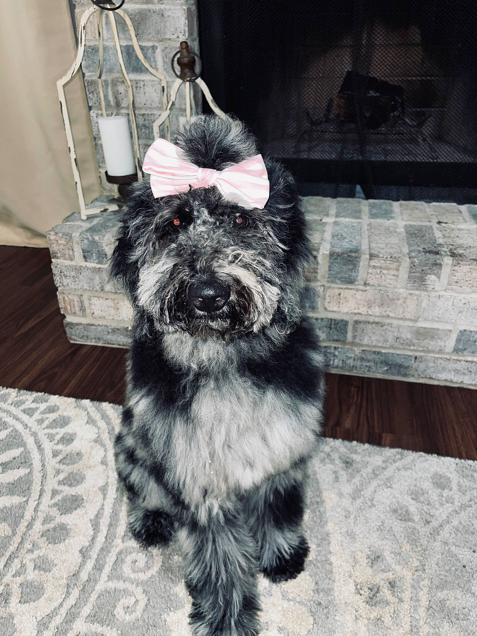 Marleigh Mae joined the competition — help win amazing prizes! canidae, carnivore, companion_dog, dog, dog_breed, dog_supply, felidae, flooring, fur, monochrome, monochrome_photography, small_terrier, small_to_medium_sized_cats, snout, sporting_group, tail, terrier, toy_dog, whiskers, working_animal