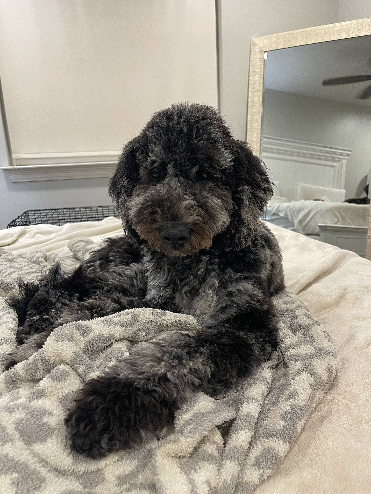 Marleigh Mae joined the competition — help win amazing prizes! canidae, carnivore, comfort, companion_dog, dog, dog_breed, dog_supply, fur, labradoodle, linens, liver, pet_supply, picture_frame, snout, sporting_group, television, terrier, toy_dog, water_dog, working_animal