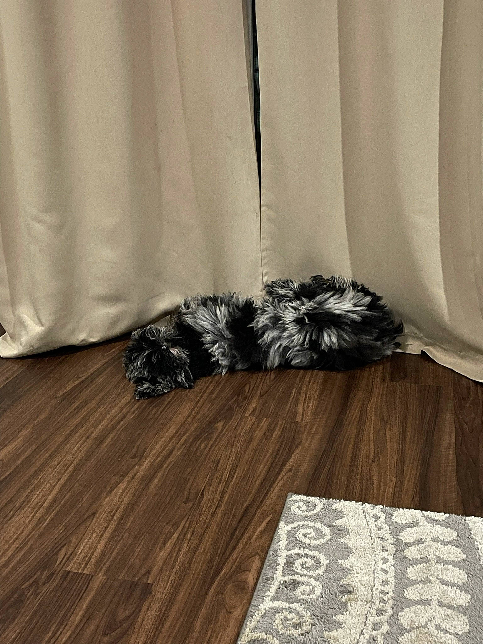 Marleigh Mae is registered to the contest to win money with this photo: automotive_tire, comfort, couch, curtain, fashion_accessory, floor, flooring, grey, hardwood, laminate_flooring, linens, monochrome_photography, pattern, room, textile, tints_and_shades, window_treatment, wood, wood_flooring, wood_stain