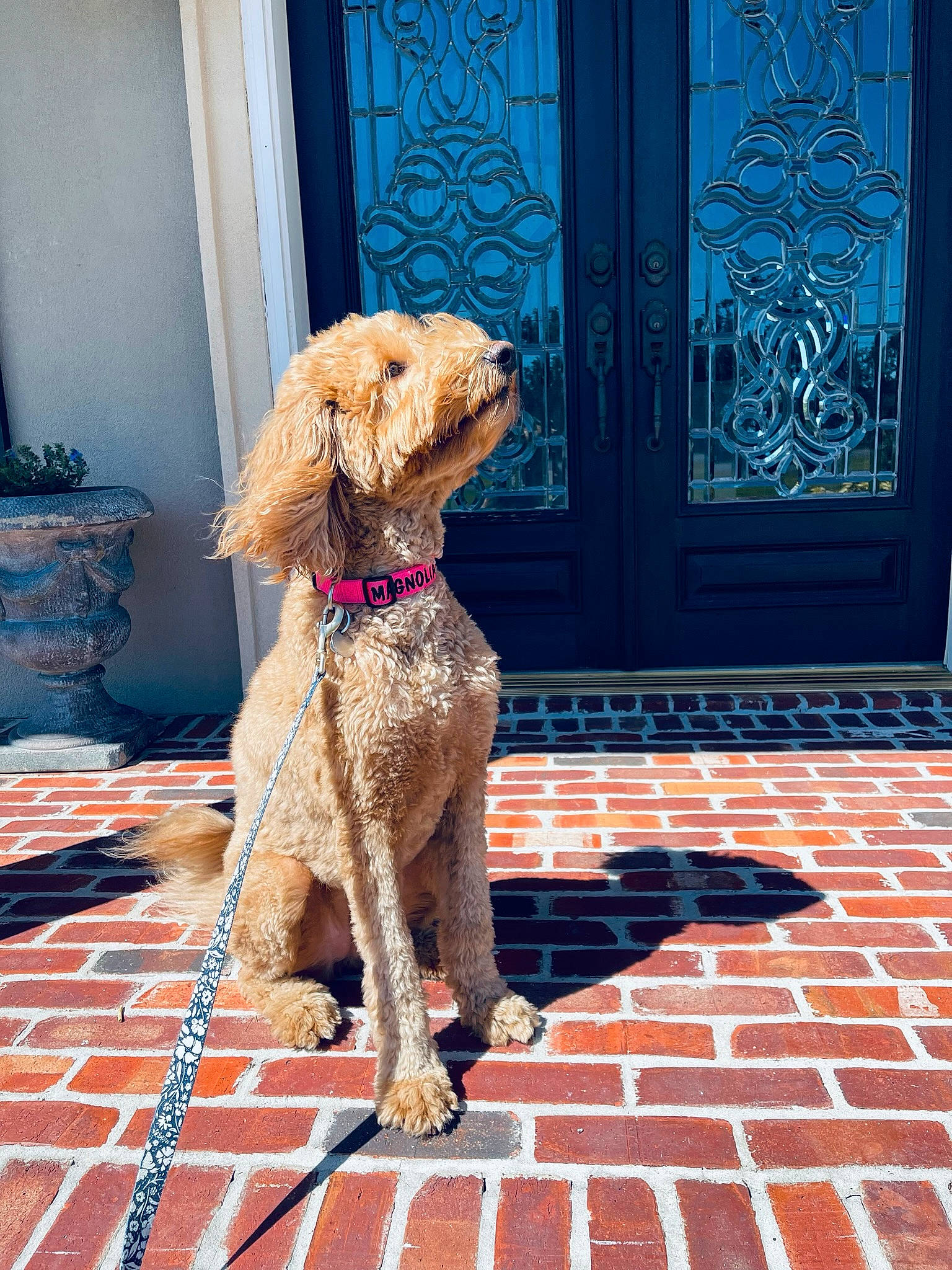 Magnolia Layne is registered to the contest to win money with this photo: blue, carnivore, collar, companion_dog, dog, dog_breed, dog_collar, door, fawn, flooring, flowerpot, gun_dog, houseplant, liver, pet_supply, poodle, sporting_group, water_dog, wood, working_animal
