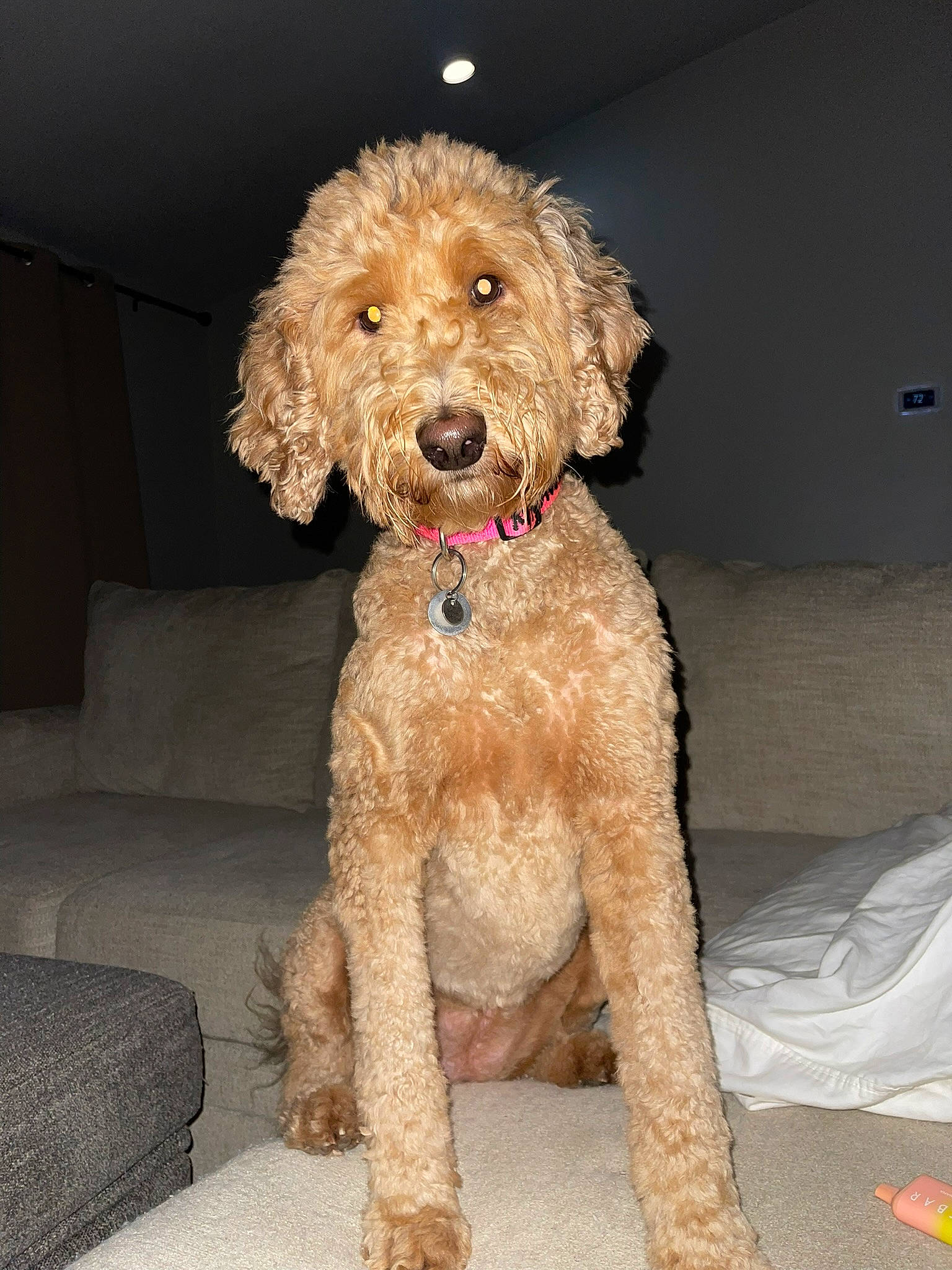 Magnolia Layne is registered to the contest to win money with this photo: canidae, carnivore, companion_dog, couch, dog, dog_breed, dog_collar, fawn, fur, labradoodle, non_sporting_group, pet_supply, poodle, snout, sporting_group, terrier, toy_dog, water_dog, working_animal