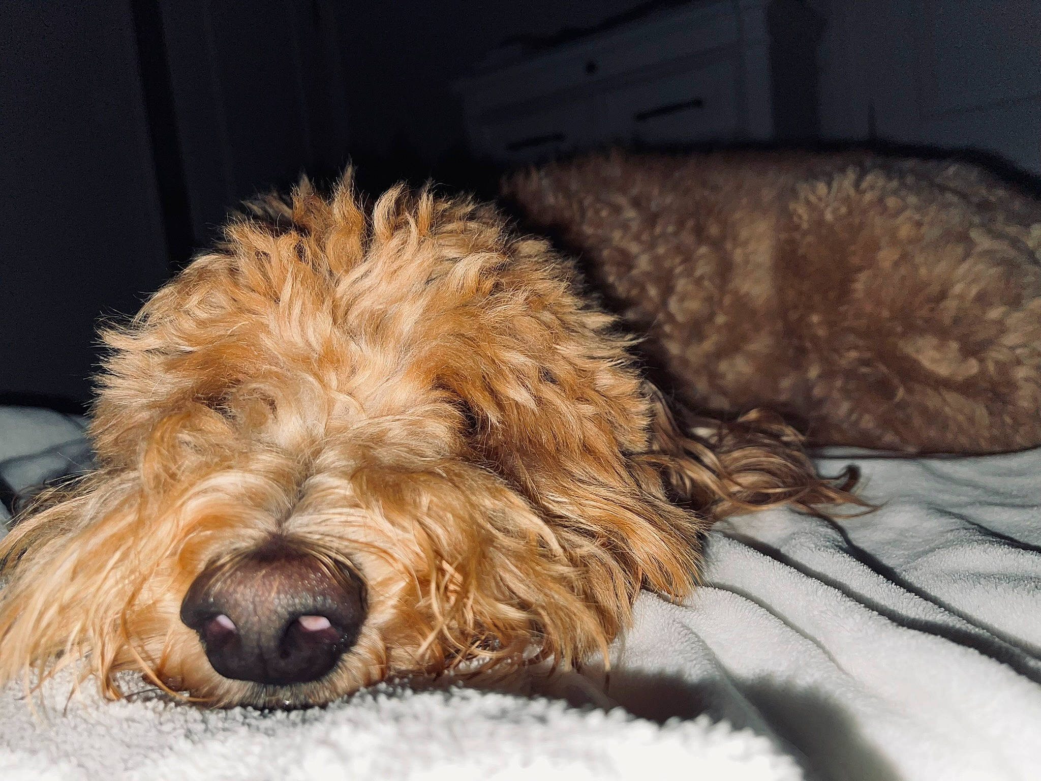 Magnolia Layne is registered to the contest to win money with this photo: canidae, carnivore, comfort, companion_dog, dog, dog_breed, fur, goldendoodle, liver, maltepoo, non_sporting_group, poodle_crossbreed, small_terrier, snout, sporting_group, terrier, toy_dog, water_dog, working_animal