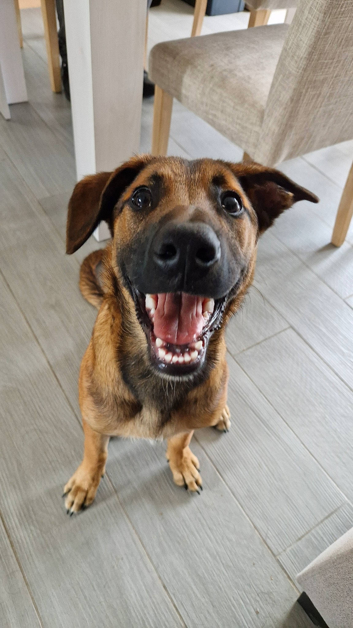 Ulysse participe au concours pour gagner de l'argent avec cette photo : canidae, carnivore, collar, companion_dog, dog, dog_breed, dog_collar, fawn, flooring, fur, guard_dog, paw, snout, sporting_group, street_dog, whiskers, wood, working_animal, working_dog