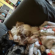 Cornelius And Ryder joined the competition — help win amazing prizes! dog, blanket, couch, snuggling, fur, indoor, cozy, resting, animal, pet, home, comfort, multicolor, sleeping, closeup, furniture, relaxation, portrait, two_dogs, warm