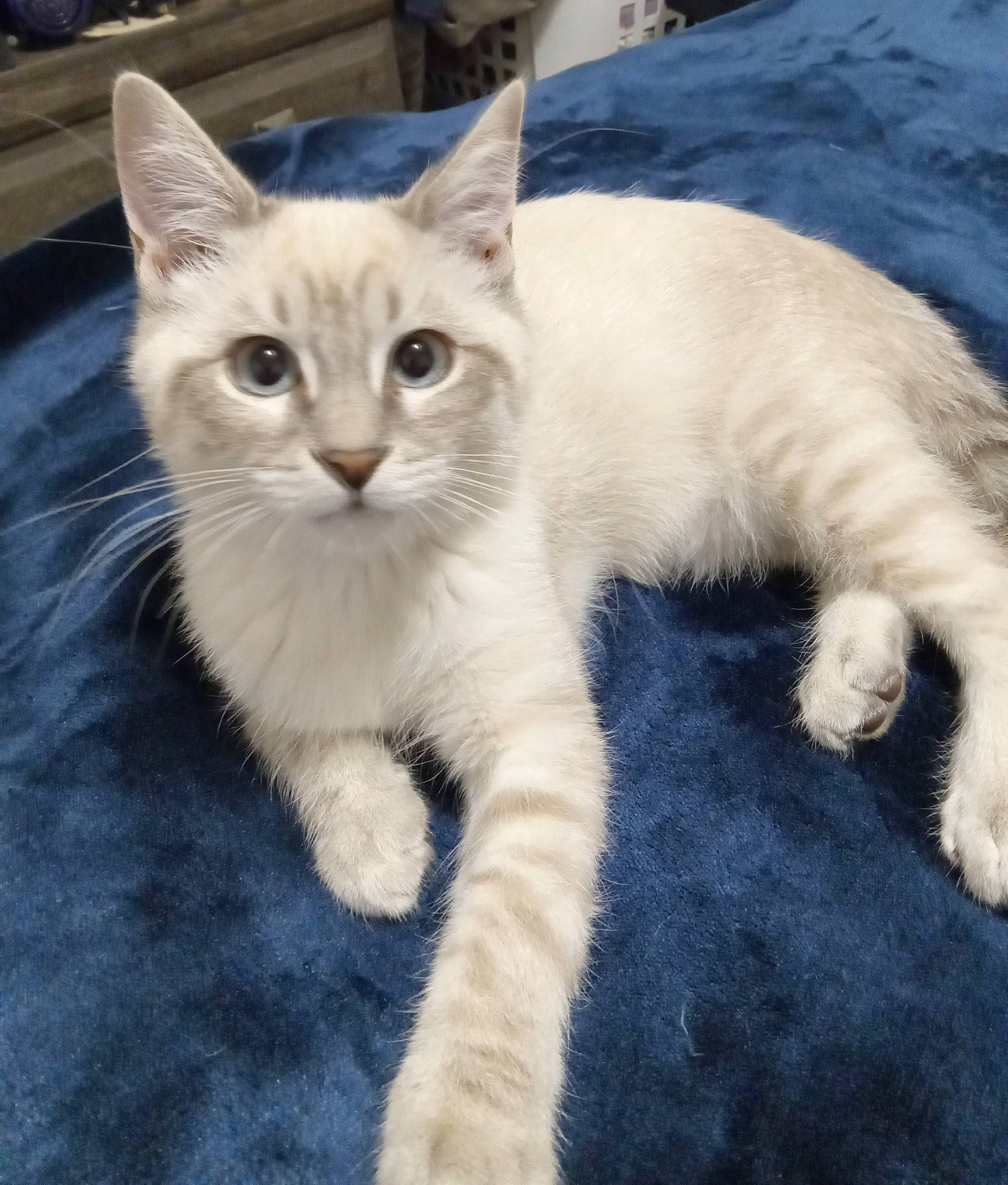 Bella participe au concours pour gagner de l'argent avec cette photo : carnivore, cat, claw, comfort, domestic_short_haired_cat, fawn, felidae, fur, paw, sitting, small_to_medium_sized_cats, snout, tail, terrestrial_animal, whiskers, window