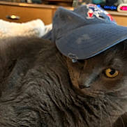 Meeps is registered to the contest to win money with this photo: animal, baseball_cap, blanket, cat, close_up, cozy, cute, domestic_animal, dorm_room, fur, furniture, gray_cat, hat, indoor, pet, portrait, relaxed, resting, sleepy, yellow_eyes