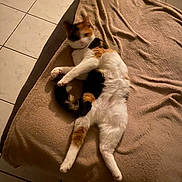 Alya participe au concours pour gagner de l'argent avec cette photo : animal, beige, blanket, calico, cat, cozy, feline, four_legs, fur, fur_pattern, home, indoor, laying_down, pet, relaxed, resting, sleepy, tail, tile_floor, whiskers