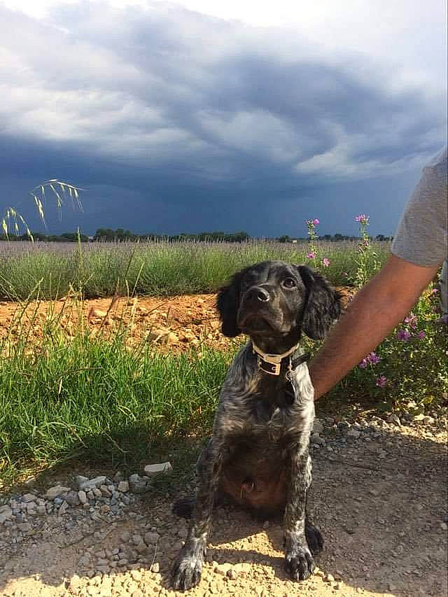 Mustang participe au concours pour gagner de l'argent avec cette photo : canidae, carnivore, cesky_fousek, dog, dog_breed, german_shorthaired_pointer, german_wirehaired_pointer, hunting_dog, mammal, old_danish_pointer, pointer, pointing_breed, pudelpointer, puppy, retriever, small_munsterlander, sporting_group, stichelhaar