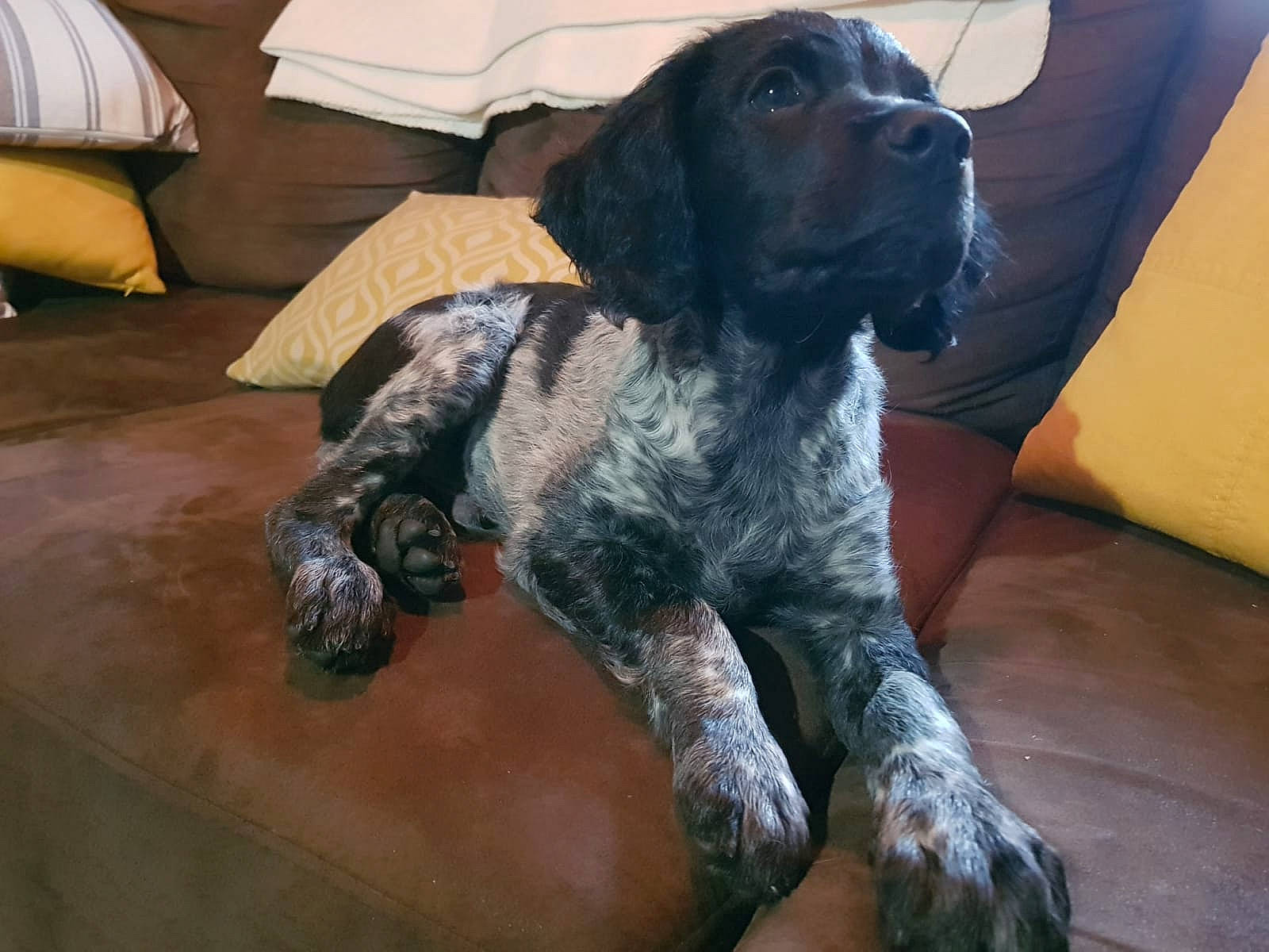 Mustang participe au concours pour gagner de l'argent avec cette photo : blue_picardy_spaniel, braque_dauvergne, canidae, carnivore, cocker_spaniel, dog, dog_breed, german_longhaired_pointer, german_shorthaired_pointer, hunting_dog, large_munsterlander, mammal, pointing_breed, rare_breed_dog, russian_spaniel, small_munsterlander, spaniel, sporting_group, stichelhaar, vertebrate