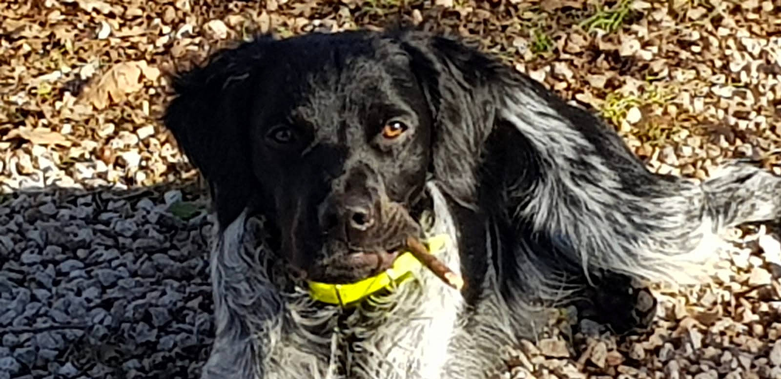 Mustang participe au concours pour gagner de l'argent avec cette photo : blue_picardy_spaniel, boykin_spaniel, canidae, carnivore, companion_dog, dog, dog_breed, flat_coated_retriever, german_spaniel, hunting_dog, large_munsterlander, mammal, picardy_spaniel, rare_breed_dog, retriever, small_munsterlander, snout, spaniel, sporting_group, vertebrate