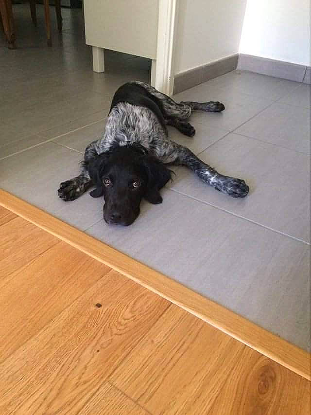 Mustang a rejoint le concours — aidez-le/la à gagner de superbes lots ! american_cocker_spaniel, blue_picardy_spaniel, braque_dauvergne, canidae, carnivore, dog, dog_breed, english_cocker_spaniel, floor, flooring, german_shorthaired_pointer, hardwood, laminate_flooring, non_sporting_group, pointer, puppy, russian_spaniel, spaniel, sporting_group, wood_flooring