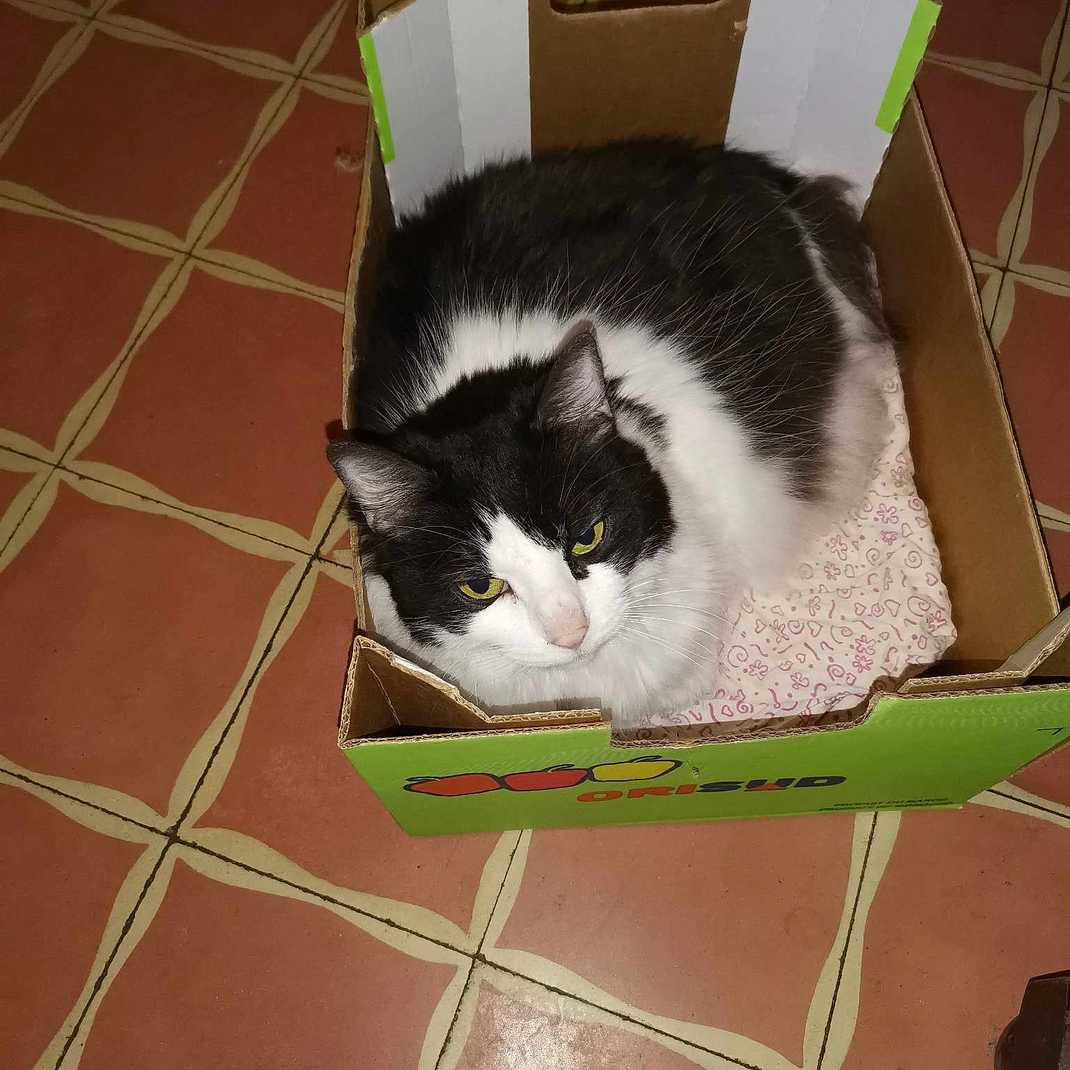Calin participe au concours pour gagner de l'argent avec cette photo : bag, box, cardboard, carnivore, cat, cat_supply, comfort, domestic_short_haired_cat, felidae, flooring, fur, hardwood, pet_supply, publication, small_to_medium_sized_cats, snout, tail, tile_flooring, whiskers, wood