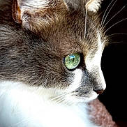 Kiki a rejoint le concours — aidez-le/la à gagner de superbes lots ! cat, feline, close_up, portrait, profile_view, green_eye, whiskers, fur, white_fur, gray_fur, pet, animal, indoor, reflection, sharp_focus, macro, ear, nose, muzzle, attentive