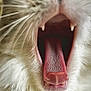 Kiki participe au concours pour gagner de l'argent avec cette photo : cat, feline, close_up, yawning, tongue, pink_tongue, mouth, teeth, whiskers, fur, texture, macro, pet, domestic_cat, animal, portrait, cute, wide_open_mouth, indoor, tongue_texture
