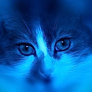 Kiki a rejoint le concours — aidez-le/la à gagner de superbes lots ! cat, feline, close_up, portrait, eyes, whiskers, nose, fur, blue_tint, soft_focus, blurred_background, macro, pet, gaze, staring, domestic_cat, indoor, shallow_depth_of_field, cute, macro_photography