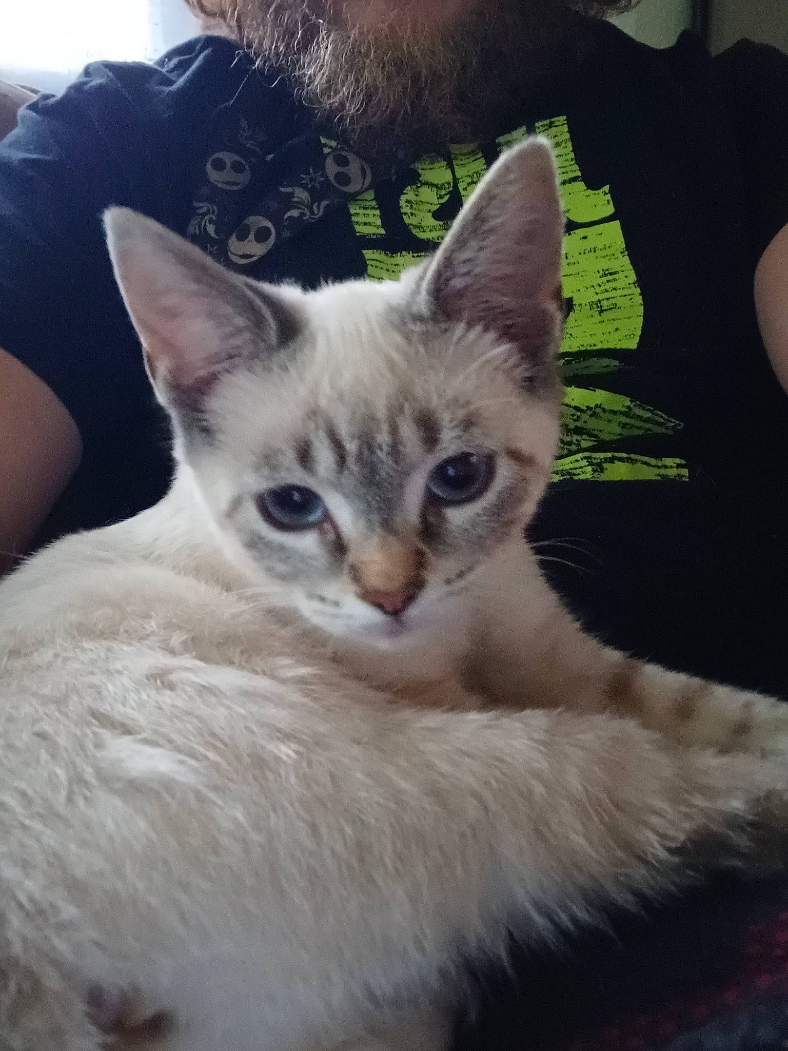 Sky joined the competition — help win amazing prizes! carnivore, cat, claw, comfort, domestic_short_haired_cat, eye, fawn, felidae, fur, paw, photo_caption, sitting, small_to_medium_sized_cats, snout, t_shirt, tail, terrestrial_animal, whiskers