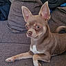 Aiko participe au concours pour gagner de l'argent avec cette photo : dog, chihuahua, small_dog, pet, couch, sitting, indoors, portrait, brown_fur, white_chest, large_ears, pointy_ears, alert, looking_at_camera, living_room, fabric, clothing, smartphone_screenshot, date_text, text_overlay