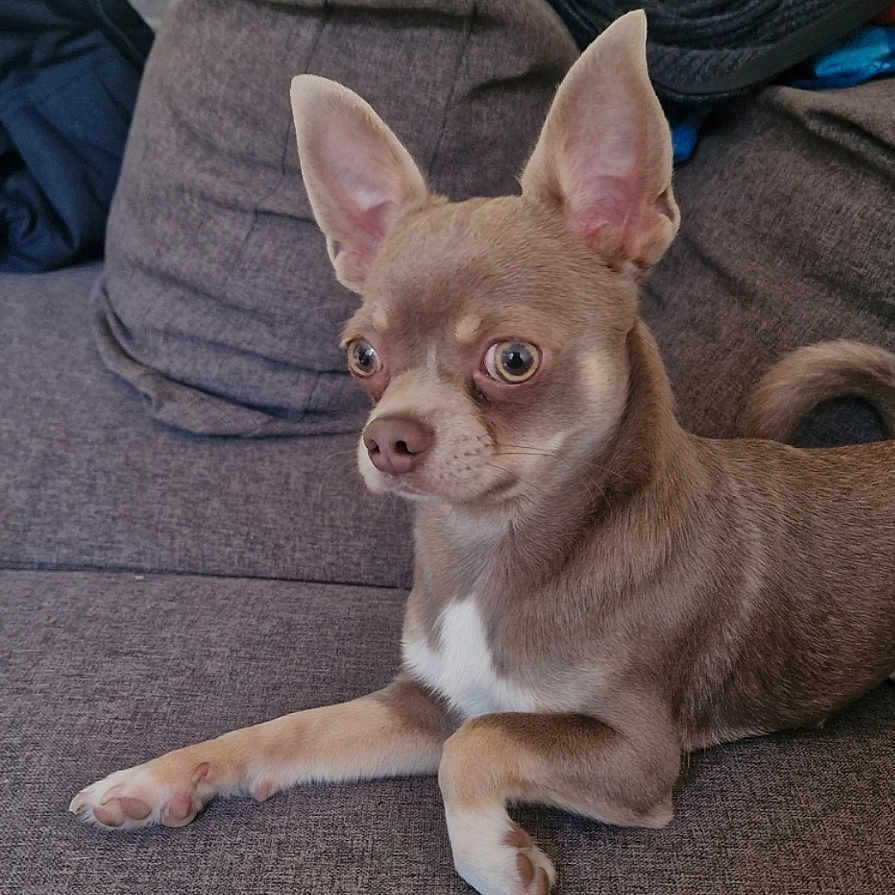 Aiko participe au concours pour gagner de l'argent avec cette photo : dog, chihuahua, small_dog, pet, couch, sitting, indoors, portrait, brown_fur, white_chest, large_ears, pointy_ears, alert, looking_at_camera, living_room, fabric, clothing, smartphone_screenshot, date_text, text_overlay