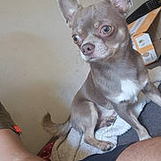Aiko a rejoint le concours — aidez-le/la à gagner de superbes lots ! dog, chihuahua, small_dog, puppy, pet, animal, sitting, upright, large_ears, short_hair, brown_fur, white_chest, brown_eyes, nose, whiskers, blanket, couch, indoors, cardboard_box, portrait