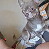 dog, chihuahua, small_dog, puppy, pet, animal, sitting, upright, large_ears, short_hair, brown_fur, white_chest, brown_eyes, nose, whiskers, blanket, couch, indoors, cardboard_box, portrait