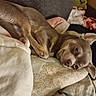 Aiko participe au concours pour gagner de l'argent avec cette photo : dog, pet, animal, sleeping, lying_down, upside_down, brown_dog, short_hair, floppy_ears, face, eyes, nose, blanket, pillow, bed, indoors, cozy, relaxed, portrait, home