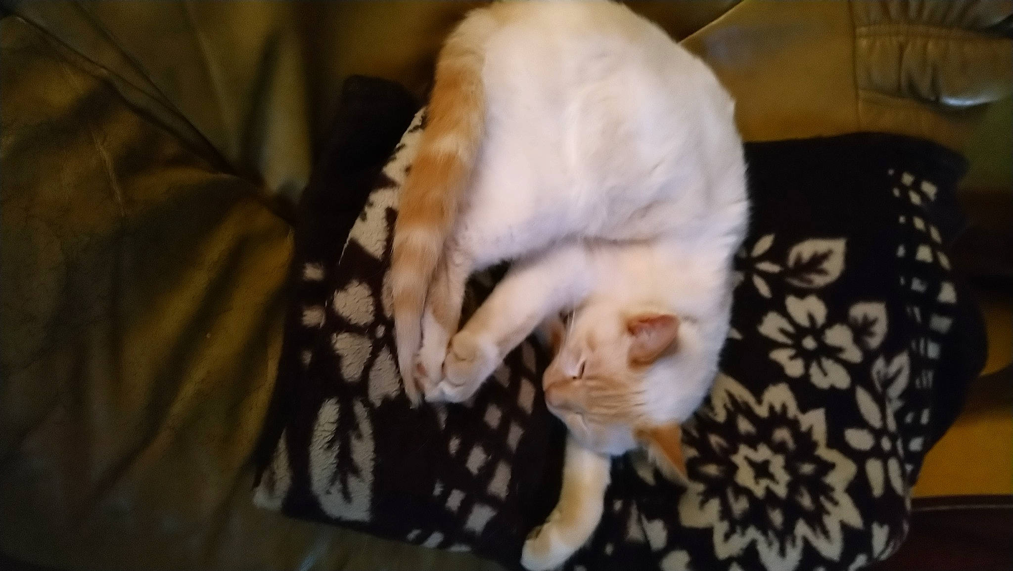 Dino participe au concours pour gagner de l'argent avec cette photo : carnivore, cat, claw, comfort, companion_dog, dog_breed, domestic_short_haired_cat, fang, fawn, felidae, flooring, fur, linens, paw, room, small_to_medium_sized_cats, snout, tail, whiskers, wood