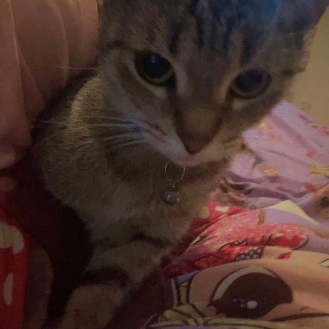 Tigs