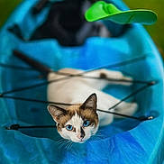 Baby Boy joined the competition — help win amazing prizes! adventure, animal, blue_eyes, blue_kayak, cat, closeup, curious, cute, fur, green_background, kayak, nature, outdoor, pet, recreation, relaxed, resting, summer, water_sport_equipment, whiskers