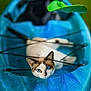 adventure, animal, blue_eyes, blue_kayak, cat, closeup, curious, cute, fur, green_background, kayak, nature, outdoor, pet, recreation, relaxed, resting, summer, water_sport_equipment, whiskers