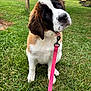 dog, puppy, saint_bernard, leash, pink_leash, grass, outdoor, greenery, cute, pet, animal, fur, ears, nose, face, collar, nature, yard, summer, playful
