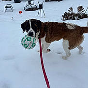 Bailey joined the competition — help win amazing prizes! animal, backyard, cold, dog, fence, fur, garden, grass, leash, outdoor, paw, pet, plant, play, saint_bernard, snow, soccer_ball, tail, toy, winter