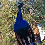 El Diablo joined the competition — help win amazing prizes! beak, bird, fauna, feather, galliformes, peafowl, tree, wildlife