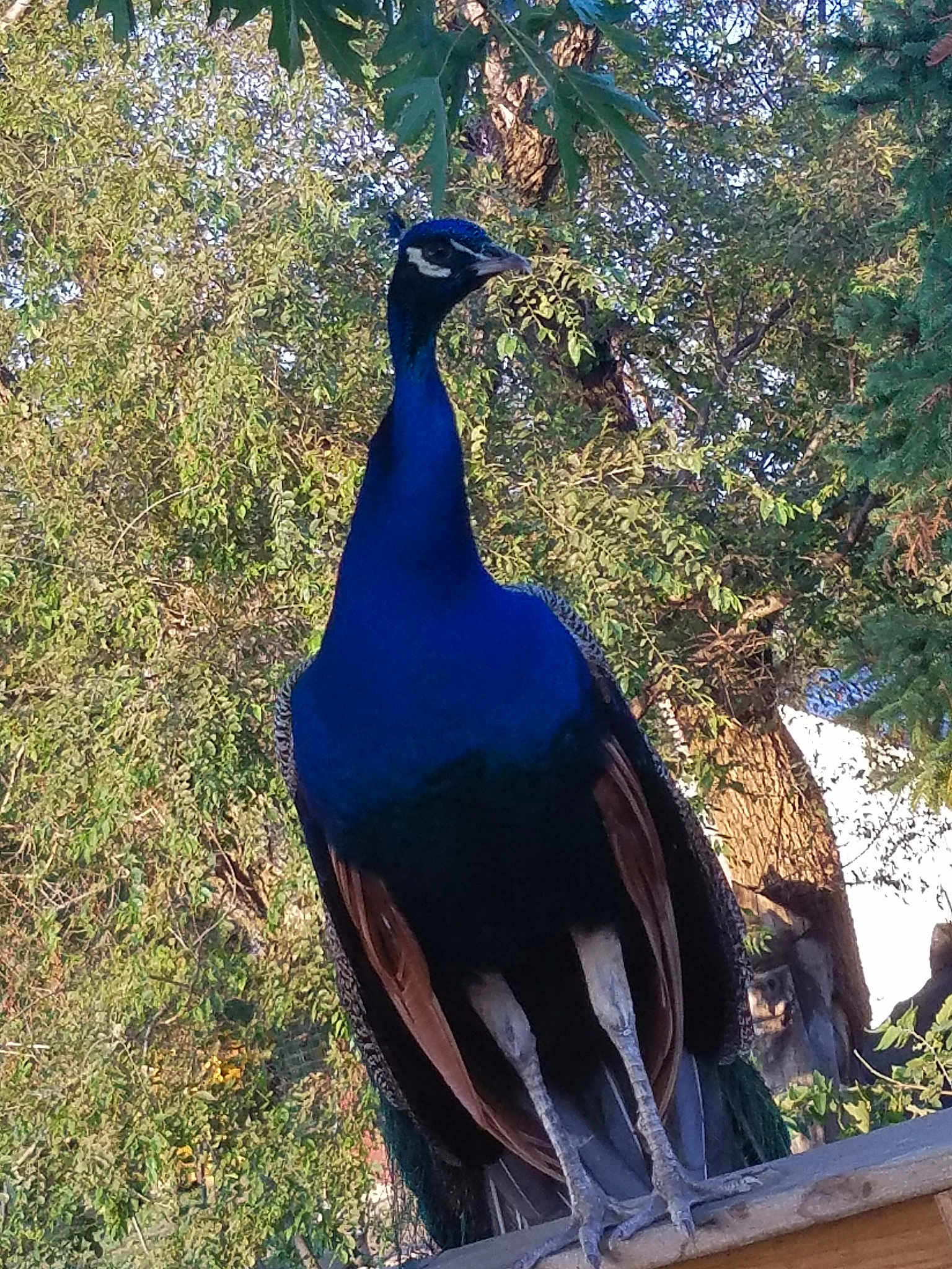 El Diablo joined the competition — help win amazing prizes! beak, bird, fauna, feather, galliformes, peafowl, tree, wildlife
